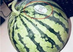 滕州网红吃瓜,揭秘网络红人的幕后真相