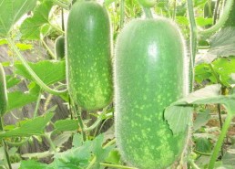 吃瓜大赛每日聚集地,揭秘吃瓜大赛每日聚集地的热门焦点