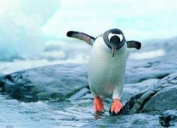 企鹅吃瓜爆料视频下载,娱乐圈幕后大事件曝光