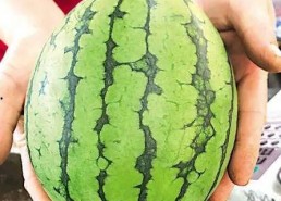 青岛的网红吃瓜事件,揭秘网络舆论的风暴与真相